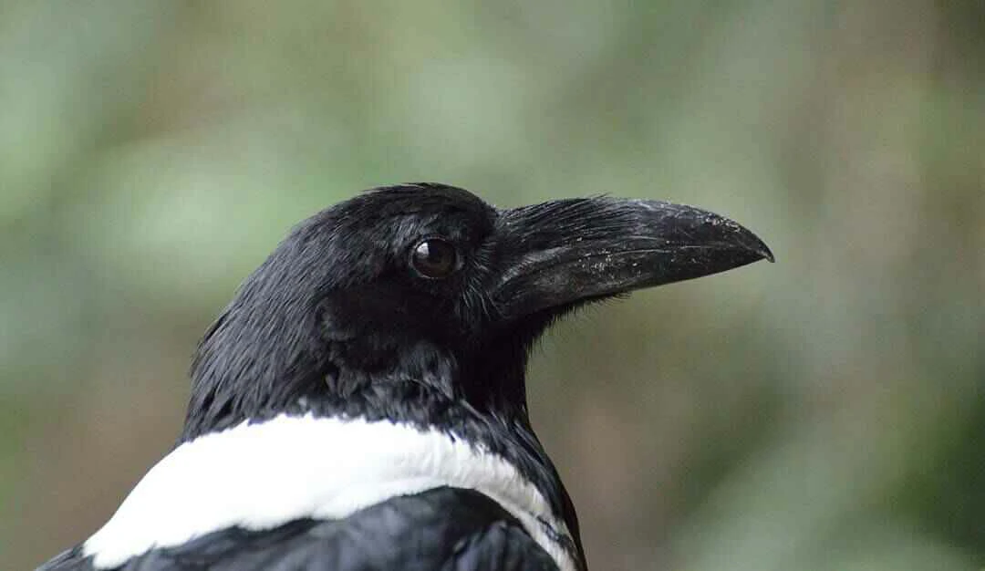 Pied Crow